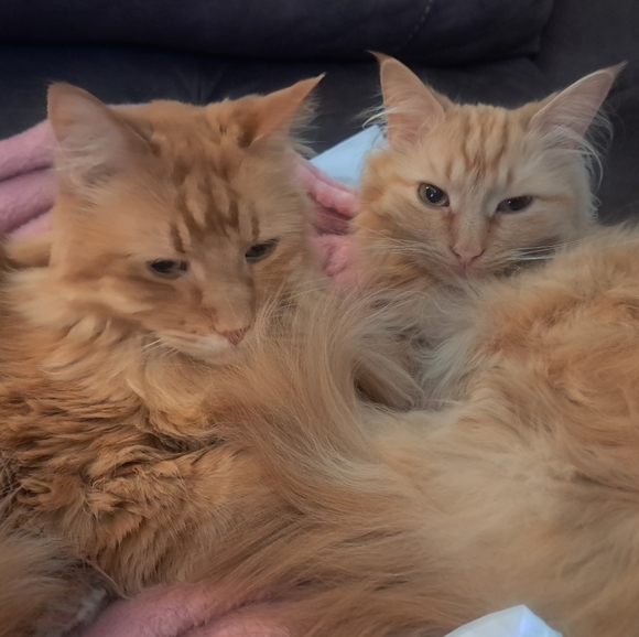 COPY - I am a pet friendly home - Picture 3 of 7